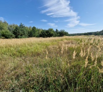 Syndyk sprzeda nieruchomość gruntową niezabudowaną – Kuny — miniatura 4
