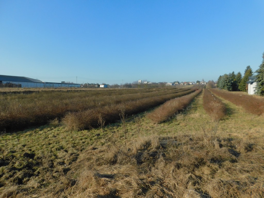 Syndyk sprzeda - Mogielnica, dz. nr 1272, 1304 oraz 1303
