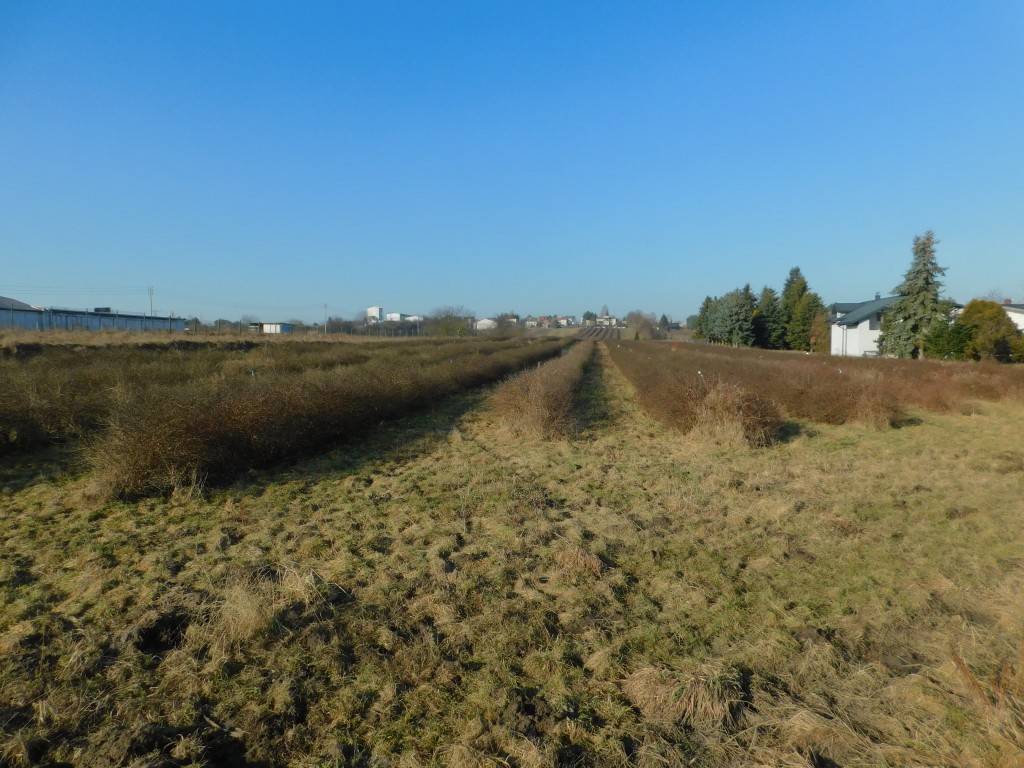 Syndyk sprzeda - Mogielnica, dz. nr 1272, 1304 oraz 1303 — miniatura 2