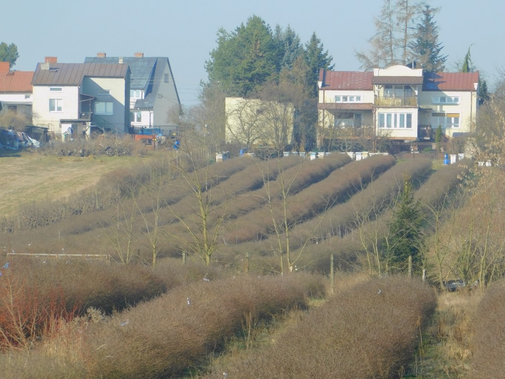 Syndyk sprzeda - Mogielnica, dz. nr 1272, 1304 oraz 1303 — miniatura 5